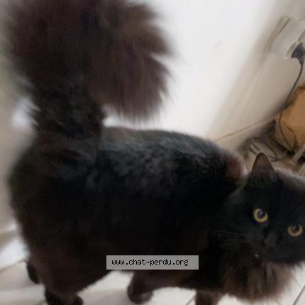 Foto 1/1 Salem Chat perdido en Dourges