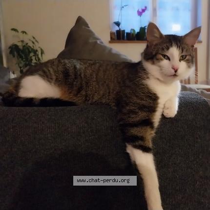 Foto 1/2 Grumeau Chat perdido en Lapoutroie