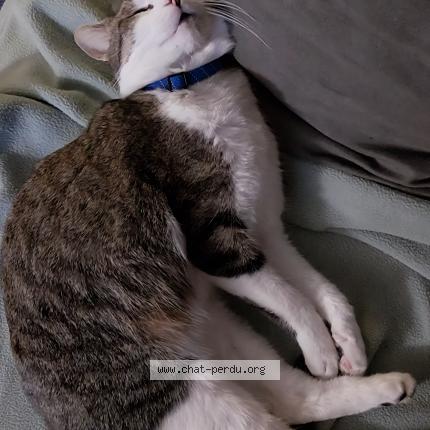 Foto 2/2 Grumeau Chat perdido en Lapoutroie