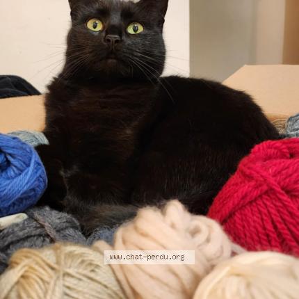 Foto 1/1 Gato encontrado Perdido en Agen