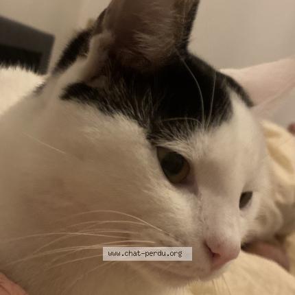 Foto 1/1 Woody Chat perdido en Pont de claix