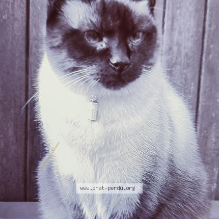 Foto 1/1 Skipy Chat perdido en Chateaugiron