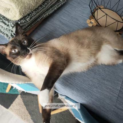 Foto 1/1 Ulio Chat perdido en Cellettes