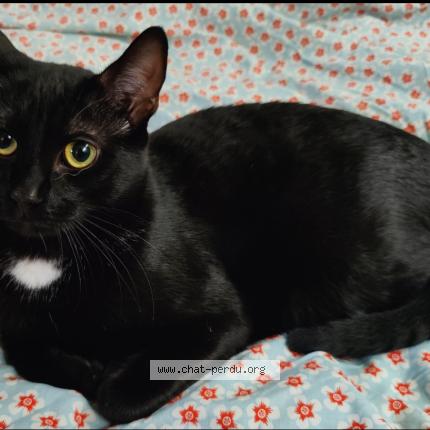 Foto 1/1 Thantos Chat perdido en Le kremlin bicetre