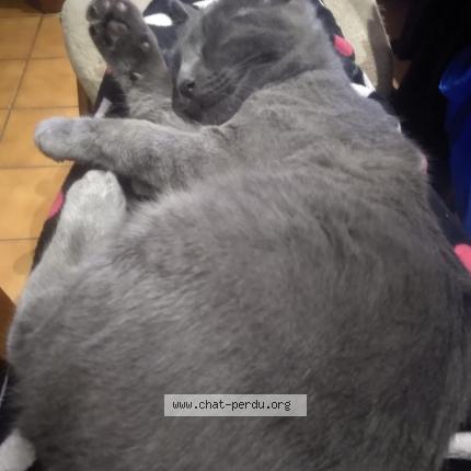 Foto 1/1 Malo Chat perdido en Carcassonne