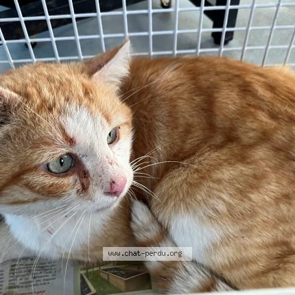 Foto 1/1 Gato encontrado Encontrado en Tourcoing