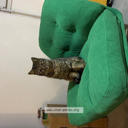 Foto 1/1 Uppa Chat perdido en Muret