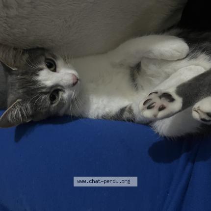 Foto 1/1 Olly Chat perdido en Saint herblain