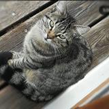 Foto del gato perdido en Kermoret