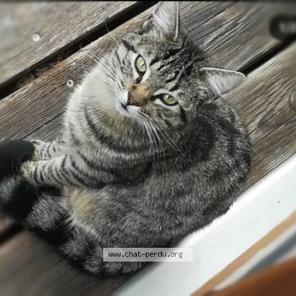 Foto 1/1 Mistigri Chat perdido en Kermoret