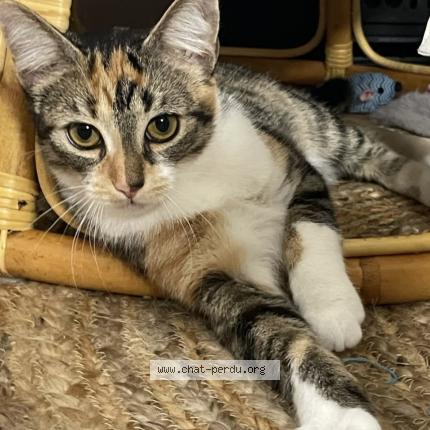 Foto 1/1 Violette Chat perdido en La rochelle