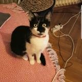 Foto del gato perdido en Schoenenbourg