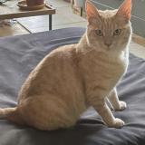 Foto del gato perdido en Tournefeuille