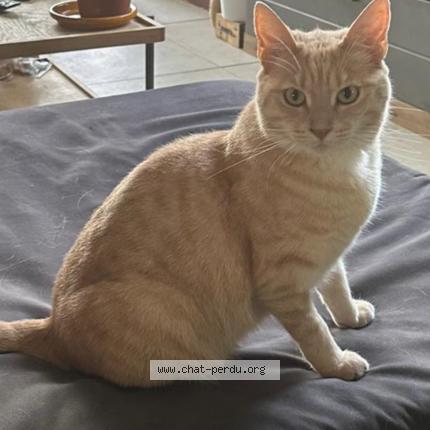 Foto 1/1 Gato encontrado Perdido en Tournefeuille