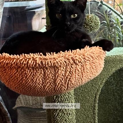 Foto 1/1 Django Chat perdido en Tournefeuille