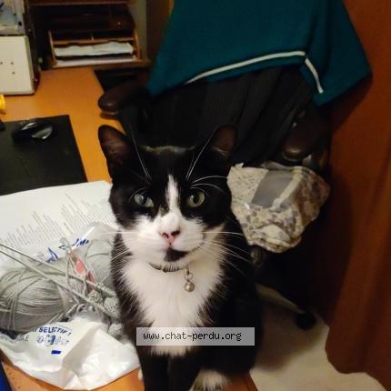 Foto 1/1 Rebel Chat perdido en La francheville