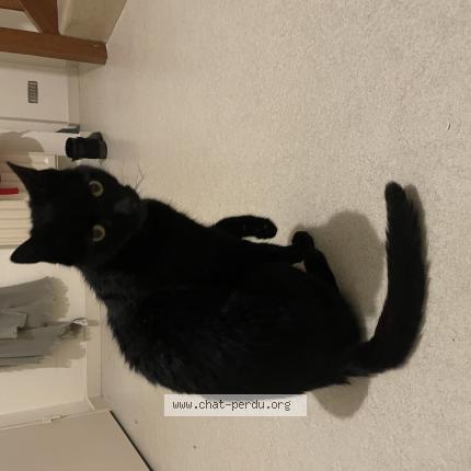 Foto 1/1 Moustique Chat perdido en Blois