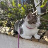 Foto del gato perdido en Nevers