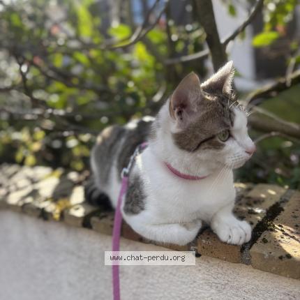Foto 1/1 Aslan Chat perdido en Nevers