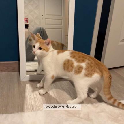 Foto 1/1 Scar Chat perdido en Nevers