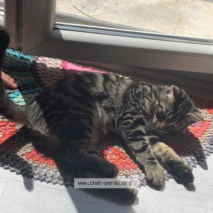 Foto 1/1 Scott Chat perdido en Paris