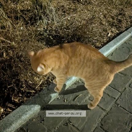 Foto 1/1 Gato encontrado Encontrado en Viroflay