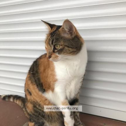 Foto 1/1 TALLINN Chat perdido en St lys