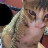 Foto del gato perdido en Rourkela