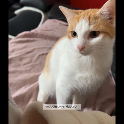 Foto 1/1 Skar Chat perdido en Banlay