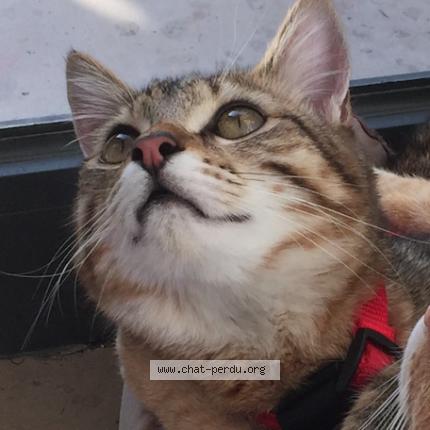 Foto 1/5 Oliver Chat perdido en Saint jacques sur darnetal