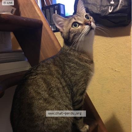 Foto 2/5 Oliver Chat perdido en Saint jacques sur darnetal