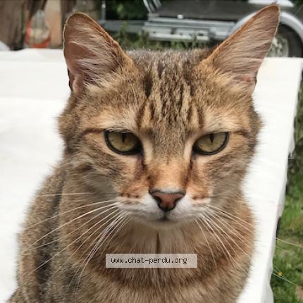 Foto 4/5 Oliver Chat perdido en Saint jacques sur darnetal