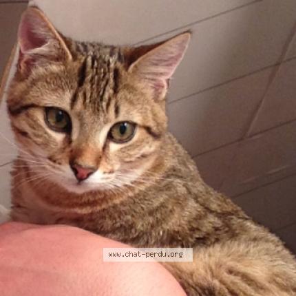 Foto 5/5 Oliver Chat perdido en Saint jacques sur darnetal