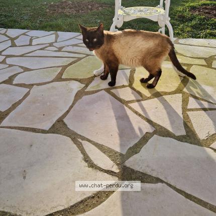 Foto 1/1 Gato encontrado Encontrado en Segre en anjou bleu