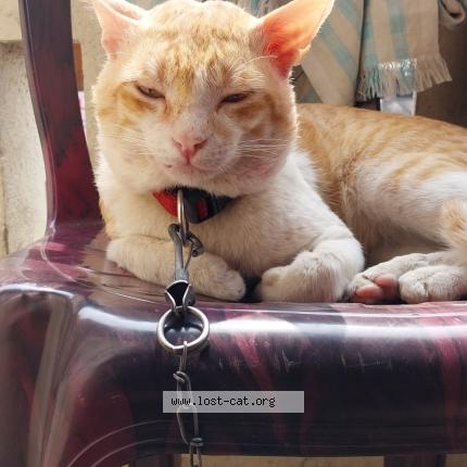 Foto 1/1 Joy Chat perdido en Visakhapatnam