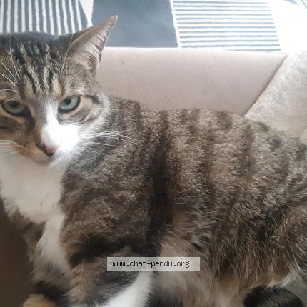 Foto 1/1 Vox Chat perdido en Reze