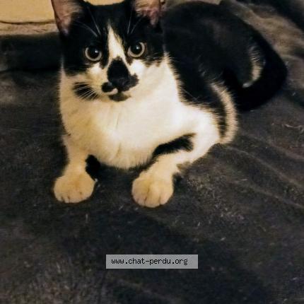 Foto 1/1 Gato encontrado Perdido en Marseille 3e arrondissement