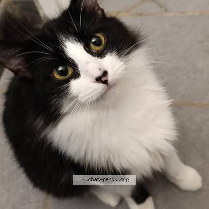 Foto 1/1 Xayah Chat perdido en Privas