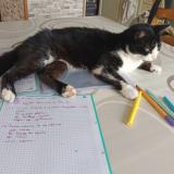 Foto del gato perdido en Lent