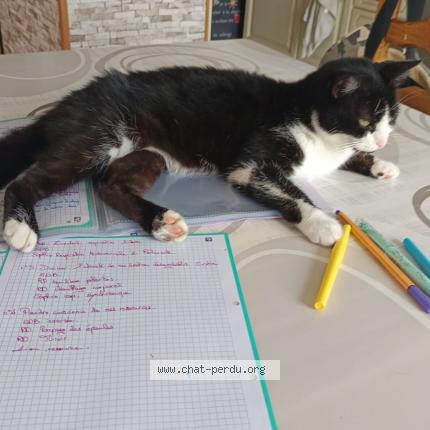 Foto 1/1 Canaille Chat perdido en Lent