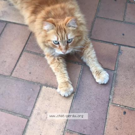 Foto 1/1 Simba Chat perdido en Annecy le vieux