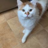 Foto del gato perdido en Grande Synthe