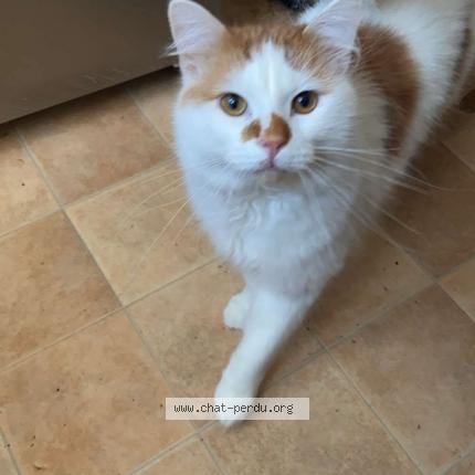 Foto 1/1 moula Chat perdido en Grande synthe