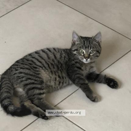 Foto 1/1 Diwali Chat perdido en Bondues