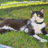 Foto del gato perdido en Coulommes