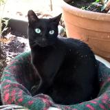 Foto del gato perdido en Saint Paul En Foret