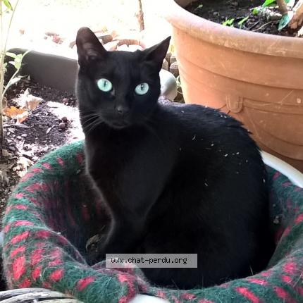 Foto 1/1 Gato encontrado Perdido en Saint paul en foret