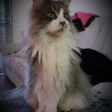 Foto del gato perdido en Moliets Et Maa