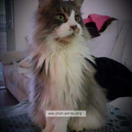 Foto 1/1 TANGO Chat perdido en Moliets et maa