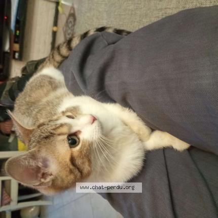 Foto 1/1 Chalie Chat perdido en Lomme